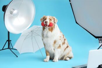 How to Become an Animal Photographer: The Complete Guide to Getting Started