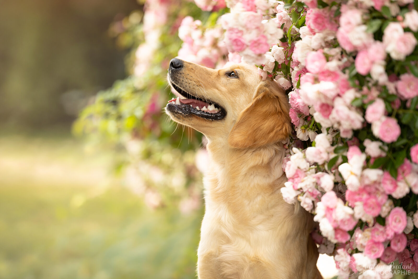 Chienne dans des rosiers a Taupont