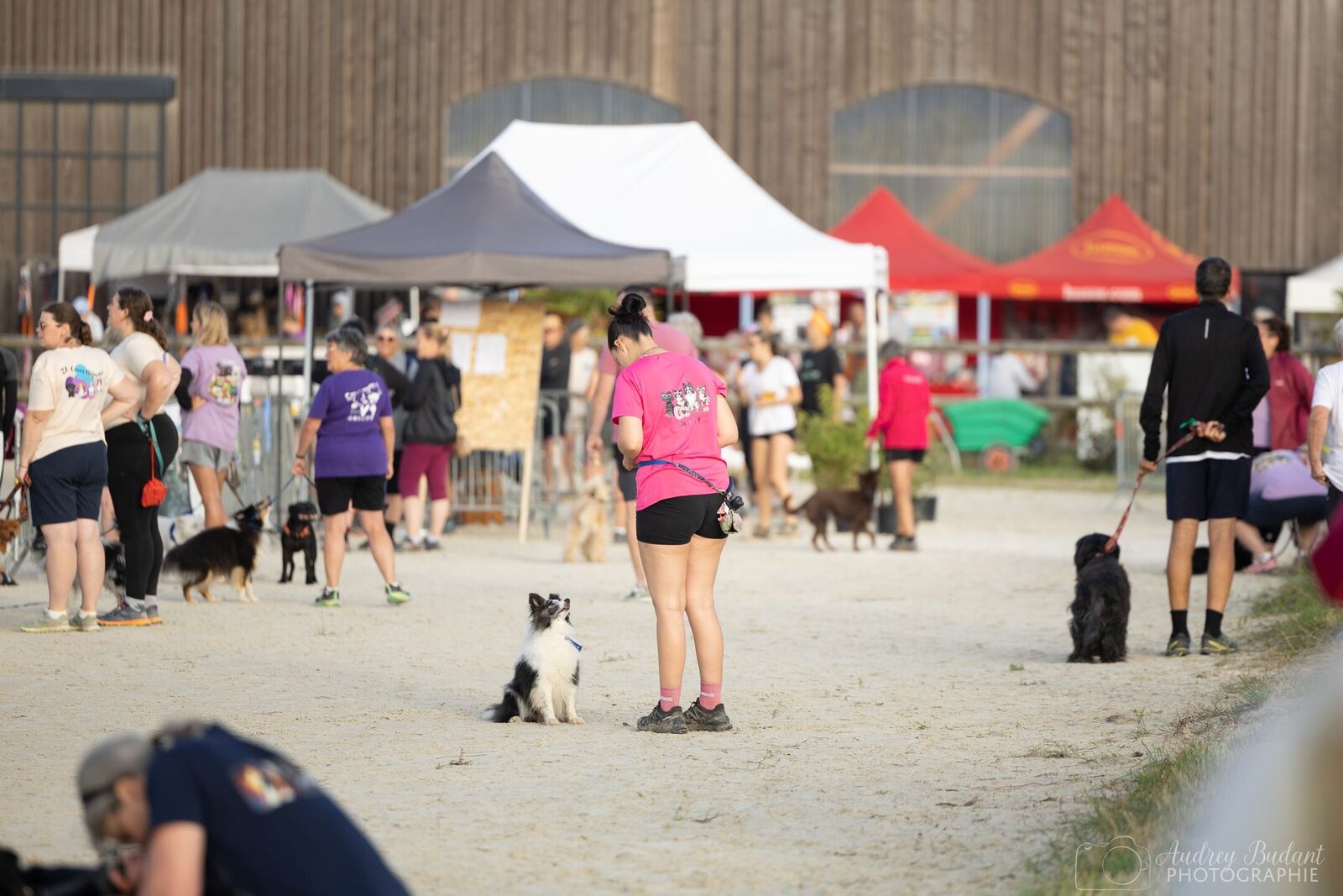 Chien qui regarde une jeune femme lors d'un cncours d'agility parmi la foule