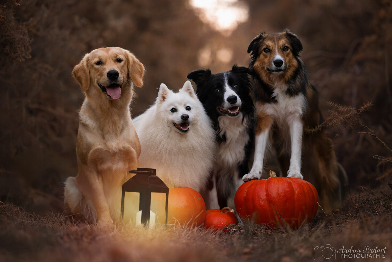 Quatres chiens qui posent avec un décors d'halloween