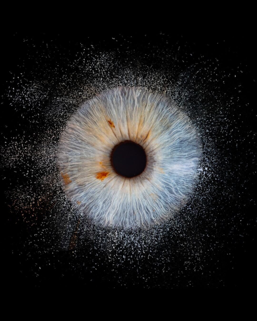 Photographie d'iris en macro, œuvre d'art à offrir à Noël, réalisée au studio de Varennes près de Tours et Loches