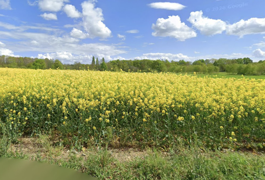 Champs de Colza