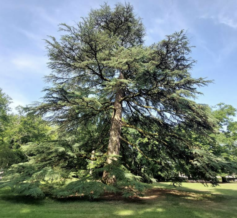 Bois de la Pierre