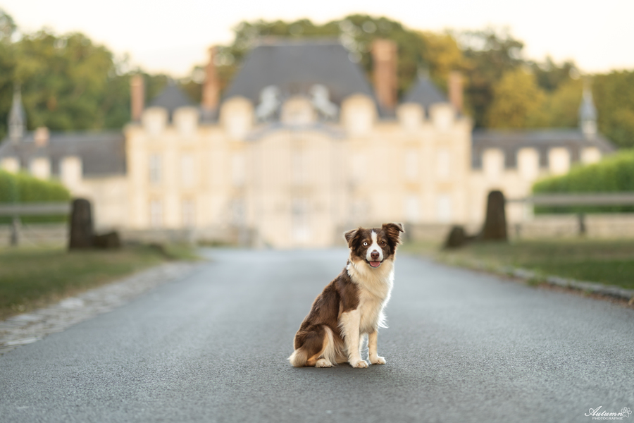 Château 