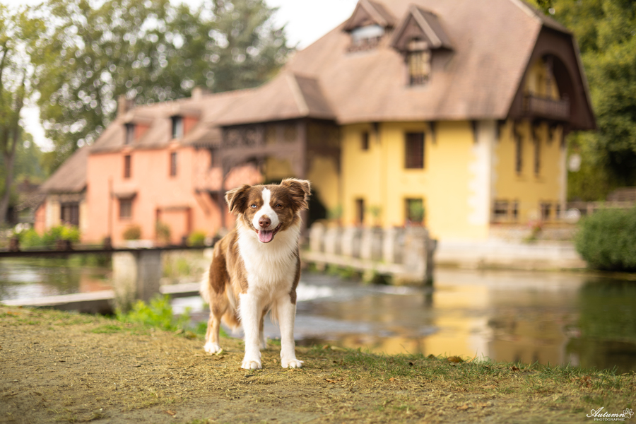 Moulin 