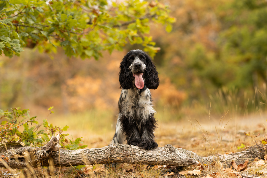 Sable & forêt 