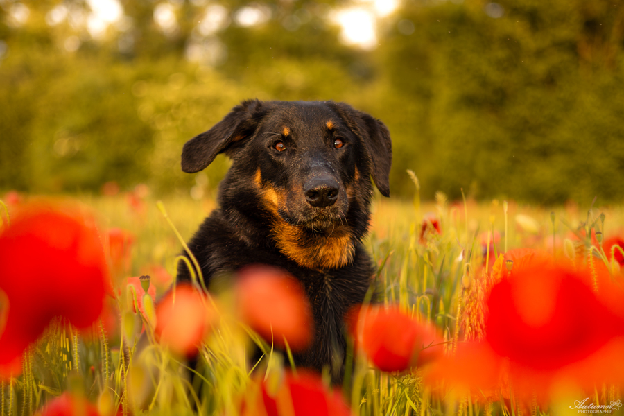 Coquelicots - avril/mai (selon floraison)